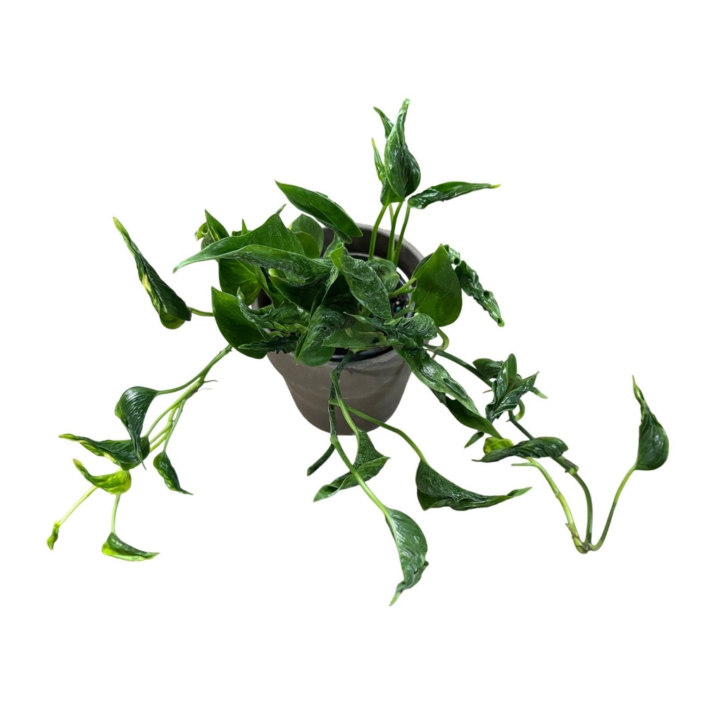 Shangri La Pothos Live Plant 4in Pot Rooted Curly Leaf Epipremnum Aureum